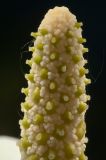 Calla palustris