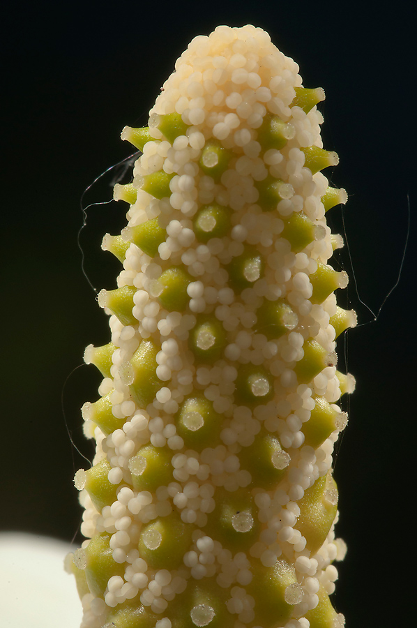 Image of Calla palustris specimen.