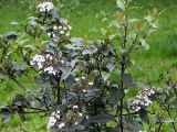 Viburnum tinus