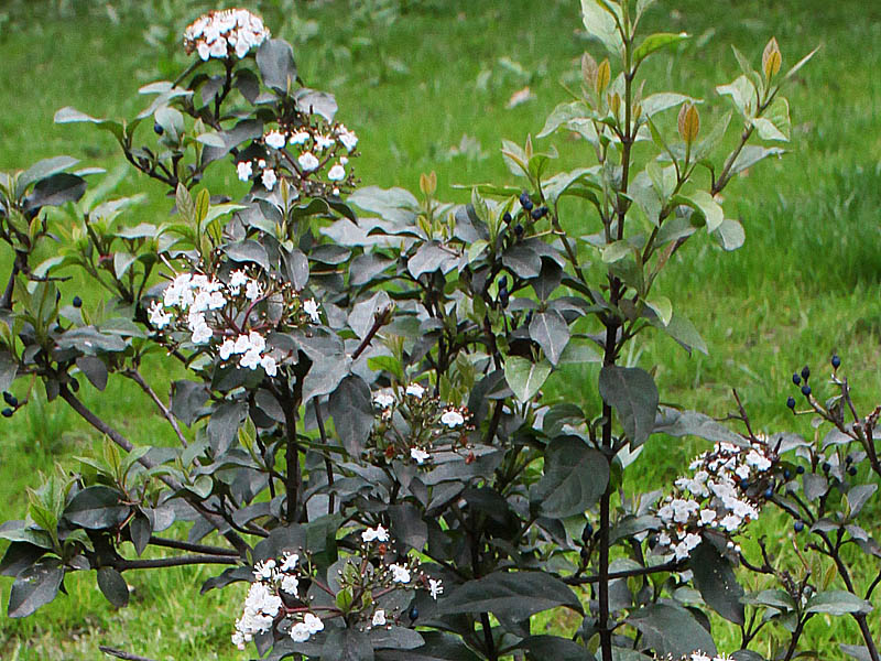 Изображение особи Viburnum tinus.