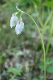 Aquilegia sibirica