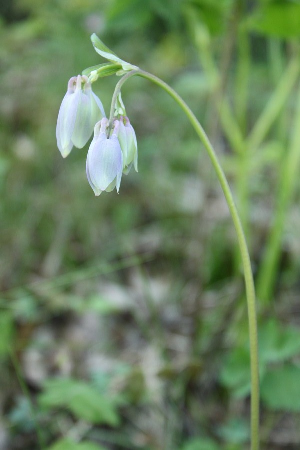 Image of Aquilegia sibirica specimen.