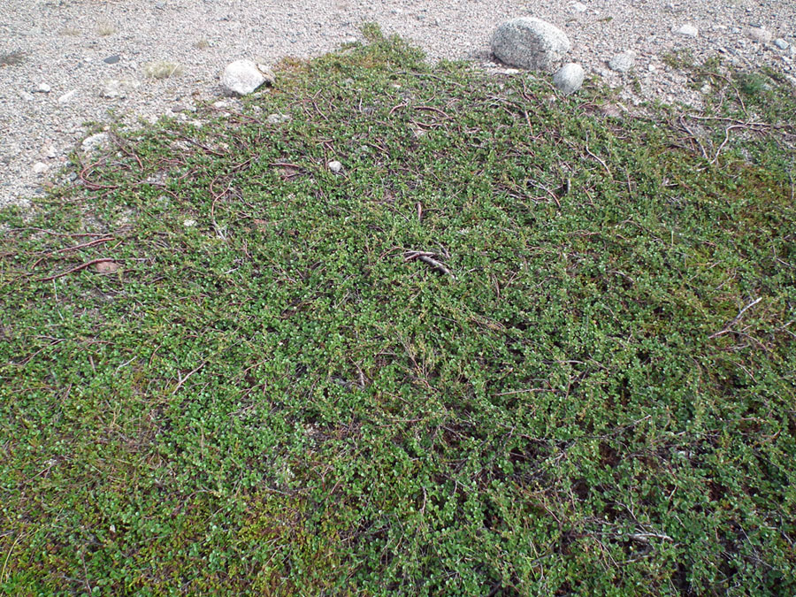 Image of Betula nana specimen.