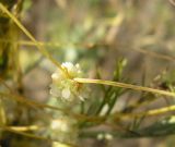 Cuscuta approximata