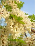 Robinia pseudoacacia. Соцветия. Краснодарский край, Черноморское побережье Кавказа, Новороссийск, Южный округ, в озеленении. 16.05.2010.