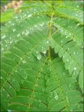 Albizia julibrissin