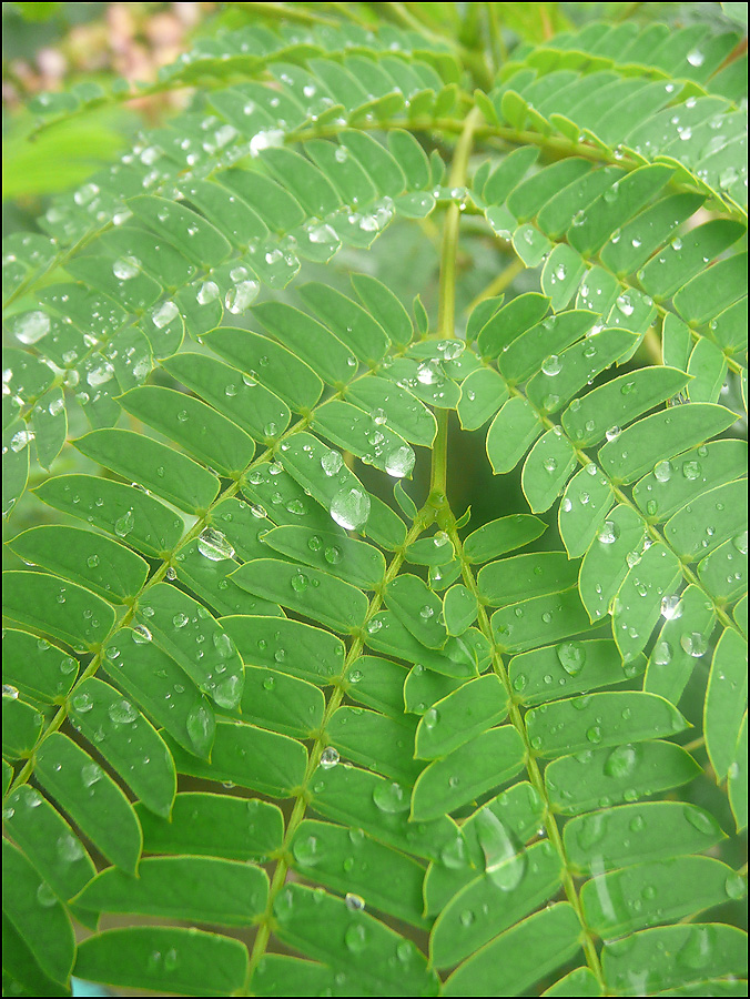 Image of Albizia julibrissin specimen.