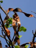 Bauhinia variegata