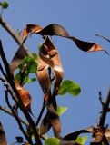 Bauhinia variegata. Часть веточки со вскрывшимися плодами. Израиль, Шарон, г. Герцлия, в культуре. 17.11.2010.