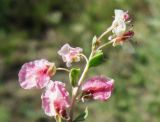 Image of taxon representative. Author is Базар Довлетов