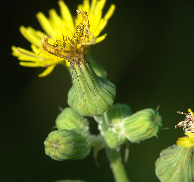 Image of Sonchus oleraceus specimen.
