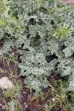 Silybum marianum