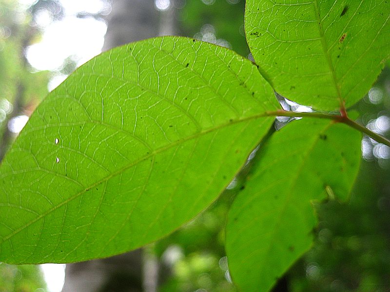 Image of Toxicodendron orientale specimen.