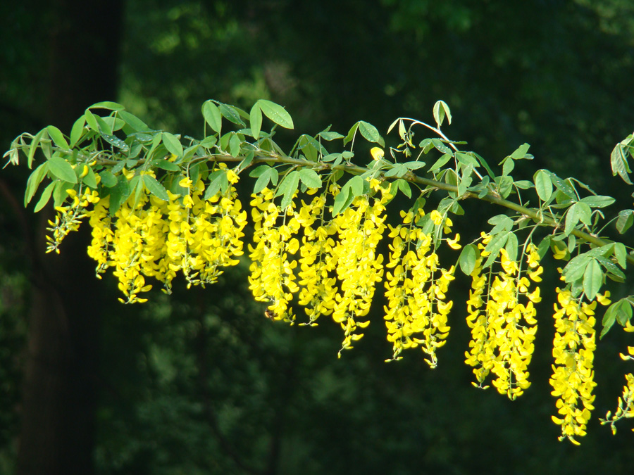 Image of Laburnum anagyroides specimen.