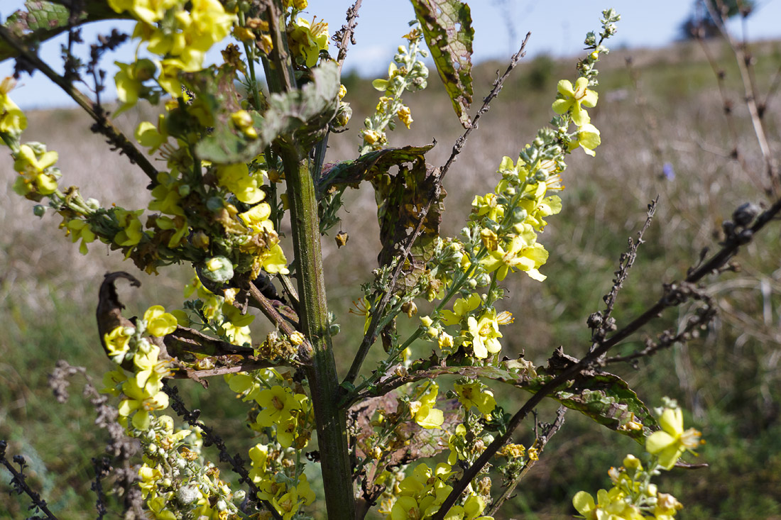 Изображение особи Verbascum lychnitis.