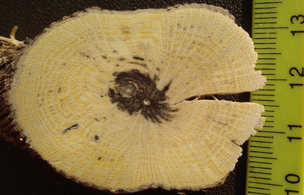 Image of Clematis vitalba specimen.