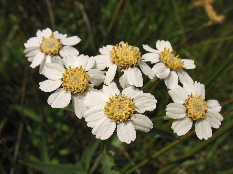 Изображение особи Achillea ptarmica.