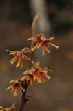 Hamamelis vernalis
