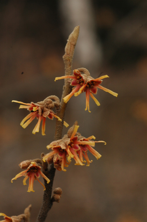 Изображение особи Hamamelis vernalis.