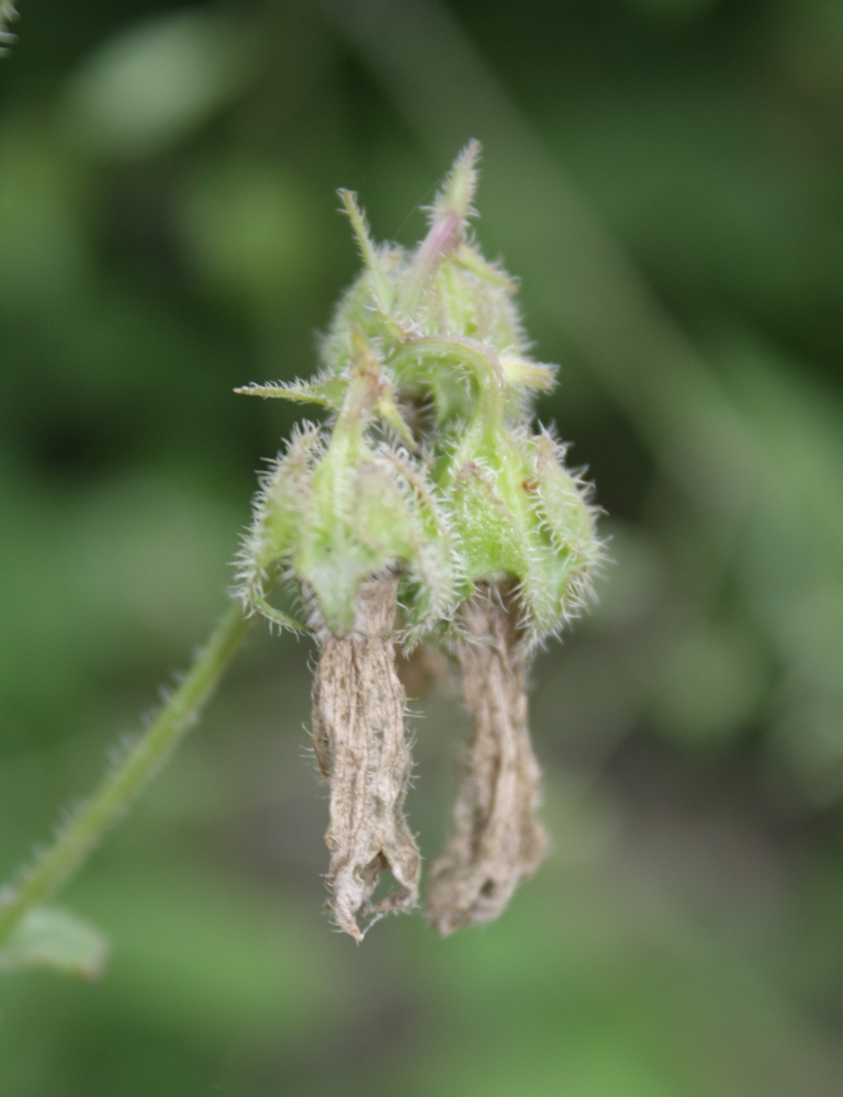 Image of Campanula praealta specimen.