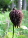 Clematis fusca. Цветок. Хабаровский кр., р. Гур в р-не пещеры Кадзяму (Кагдяму), край пойменного леса. 14.06.2008.