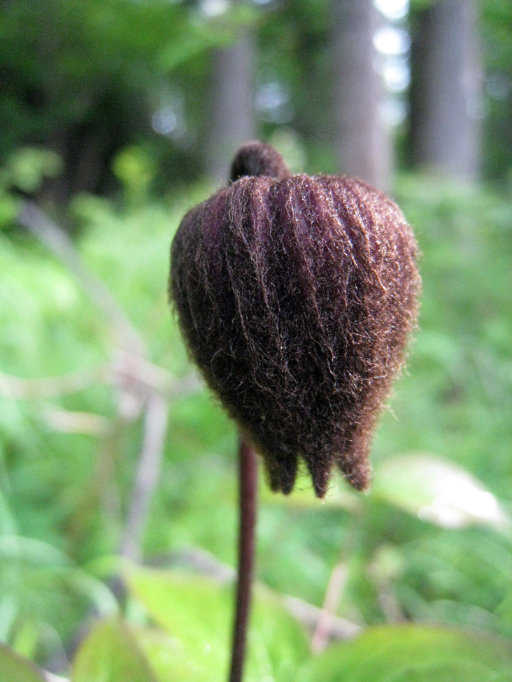 Image of Clematis fusca specimen.