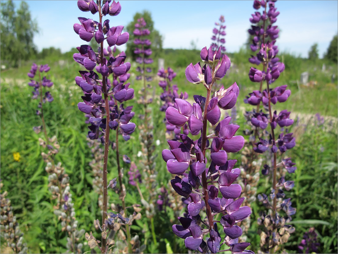 Image of Lupinus &times; regalis specimen.