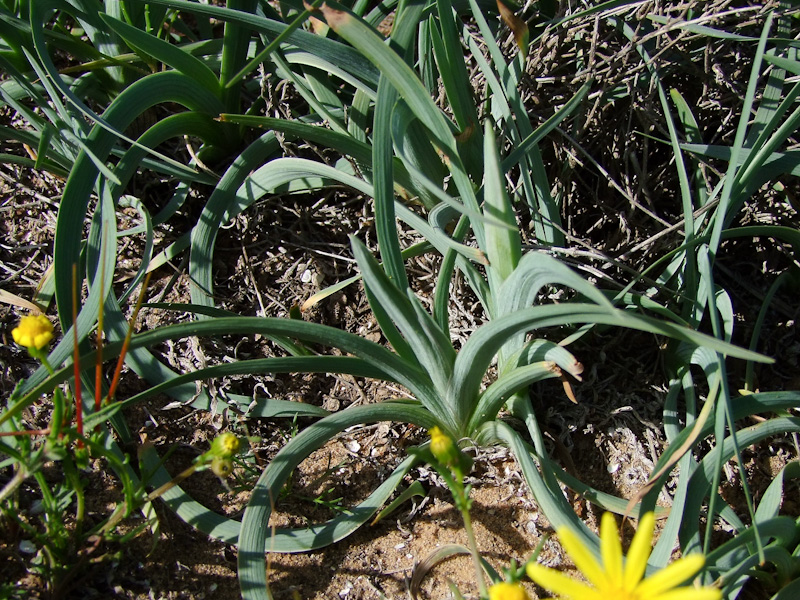 Image of Iris mariae specimen.