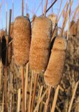 Typha laxmannii