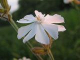 Image of taxon representative. Author is Виктор Финчук