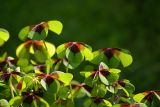 Oxalis tetraphylla. Листья. Московская обл., Раменский р-н, окр. дер. Хрипань, дачный участок. 01.09.2006.