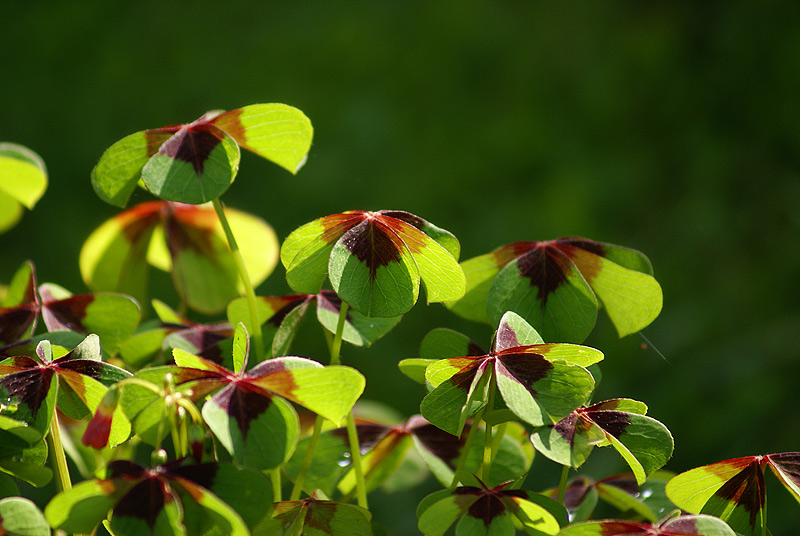 Изображение особи Oxalis tetraphylla.