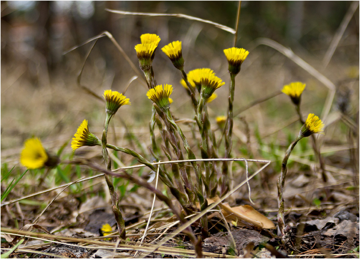 Изображение особи Tussilago farfara.