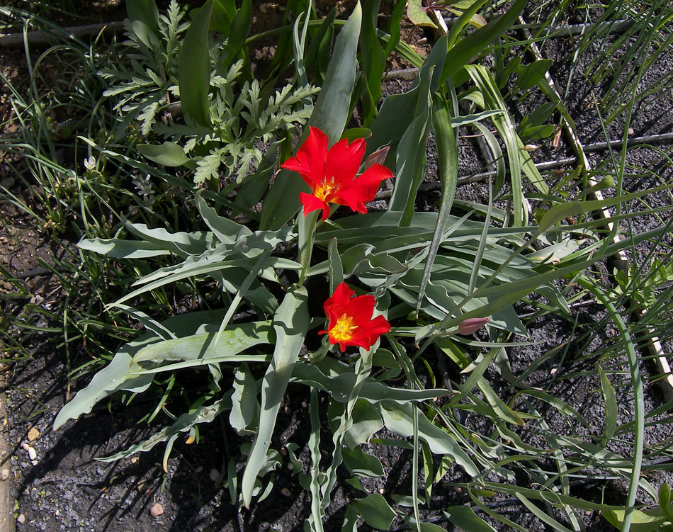 Изображение особи Tulipa vvedenskyi.