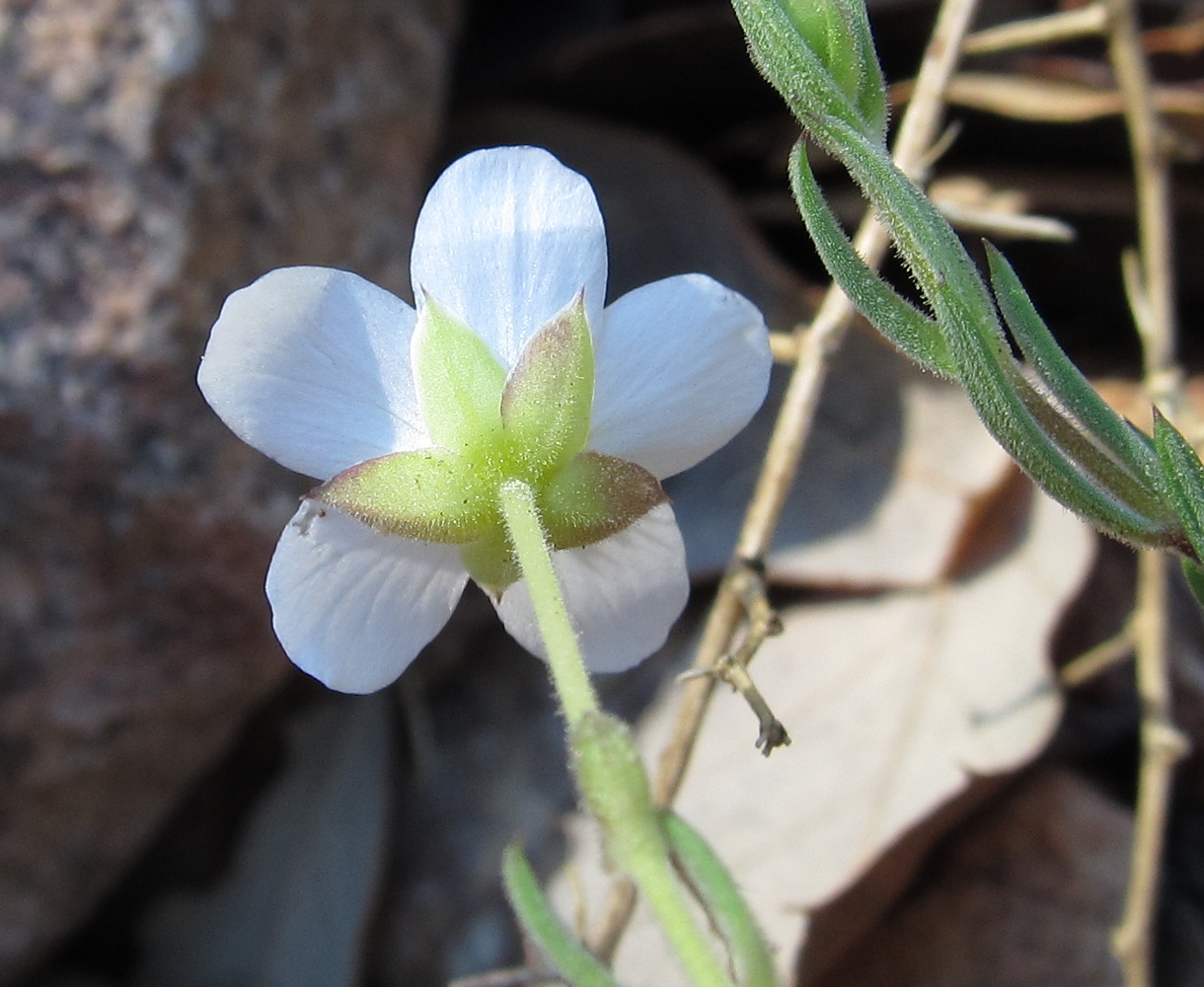 Изображение особи Arenaria intricata.