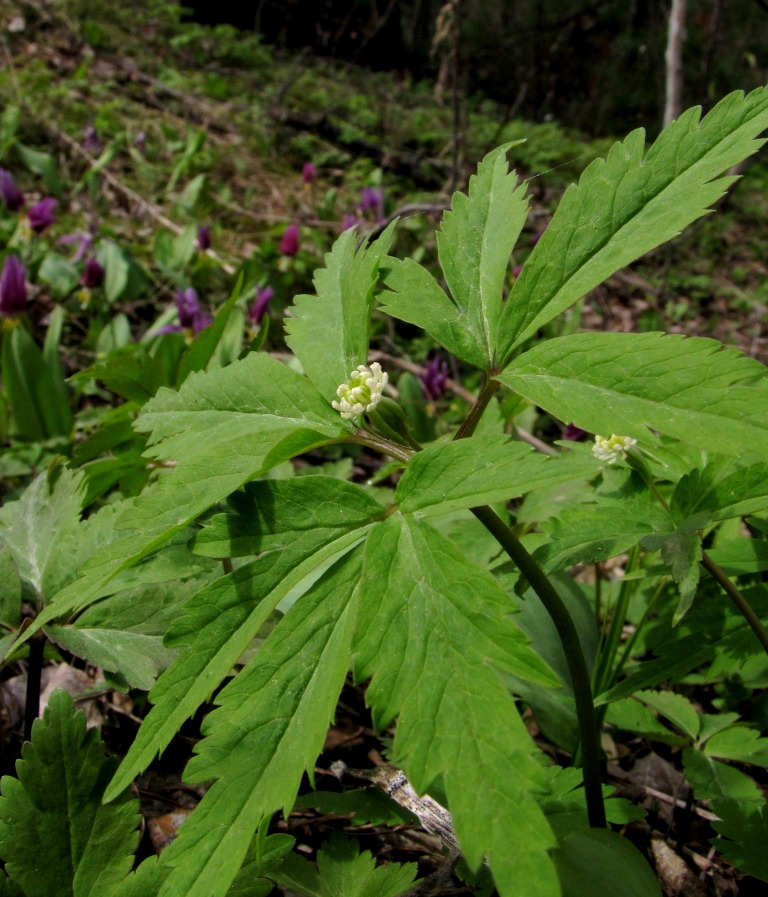 Image of Anemone reflexa specimen.