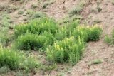 Thermopsis alterniflora