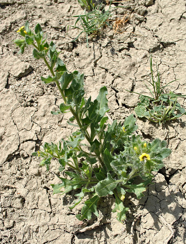 Изображение особи Hyoscyamus pusillus.