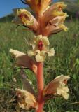 Orobanche alba. Часть соцветия. Крым, окр. с. Перевальное, урочище Аян. 10 июня 2012 г.