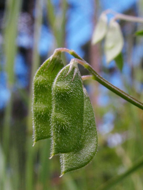 Image of Vicia hirsuta specimen.