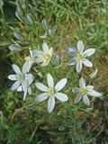 Ornithogalum ponticum