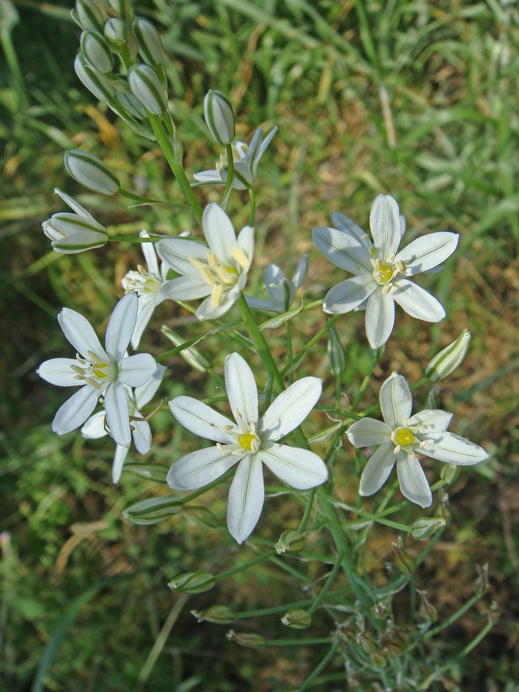 Image of Ornithogalum ponticum specimen.