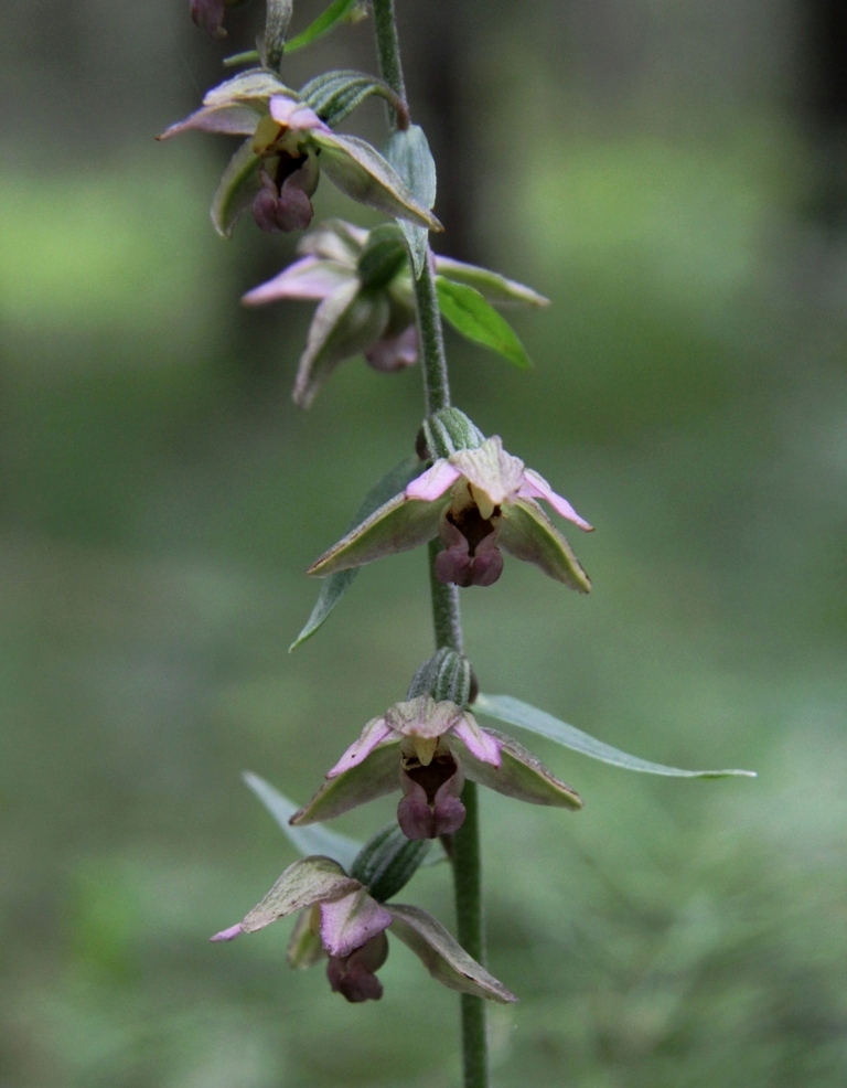 Изображение особи Epipactis helleborine.