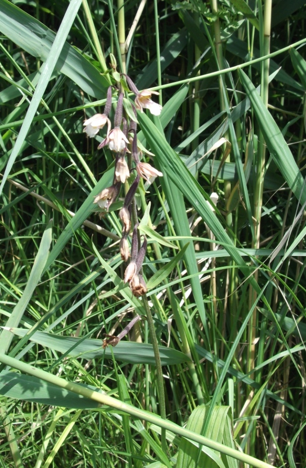 Изображение особи Epipactis palustris.
