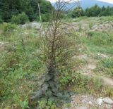 Verbascum laxum