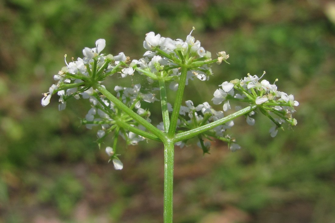 Image of Oenanthe aquatica specimen.