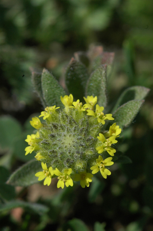 Image of Alyssum turkestanicum var. desertorum specimen.