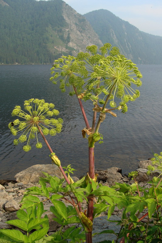 Image of Archangelica decurrens specimen.