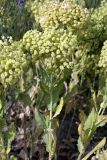 Cardaria repens. Верхушка плодоносящего растения. Южный Казахстан, правобережье Сыр-Дарьи выше устья Арыси. 27.05.2012.