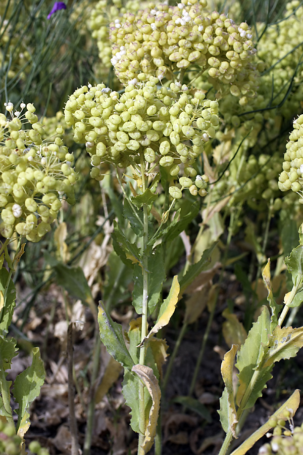 Image of Cardaria repens specimen.